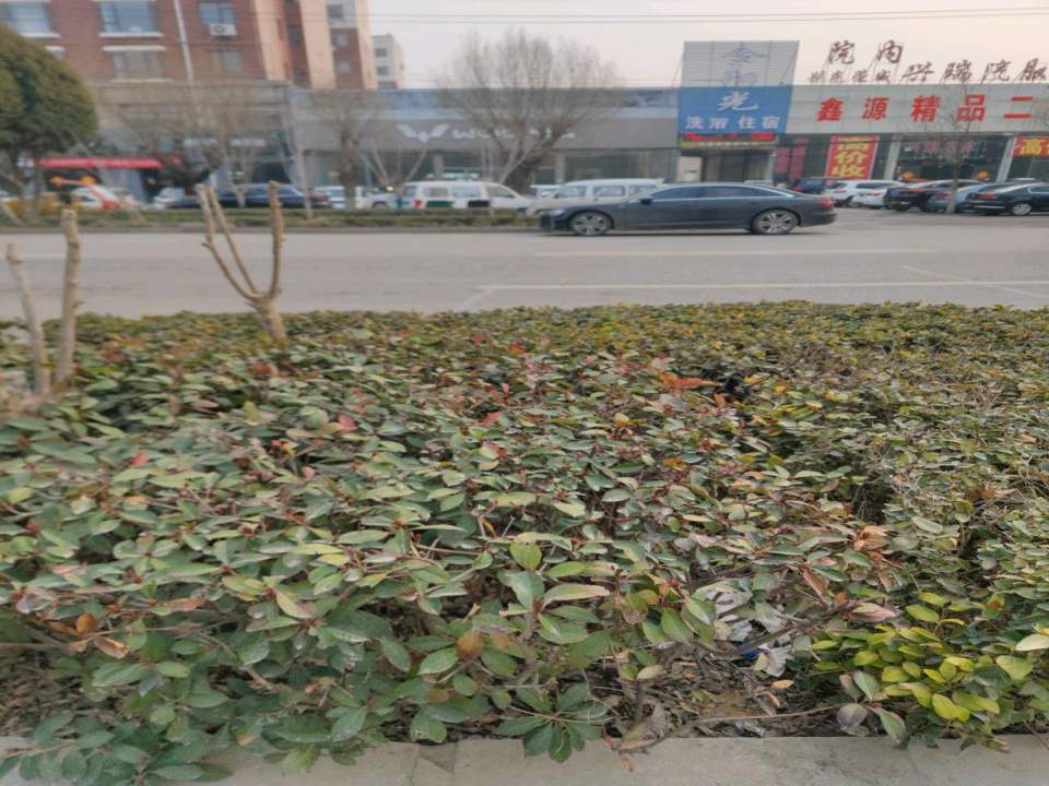 诚信精品二手车(雪枫西路)