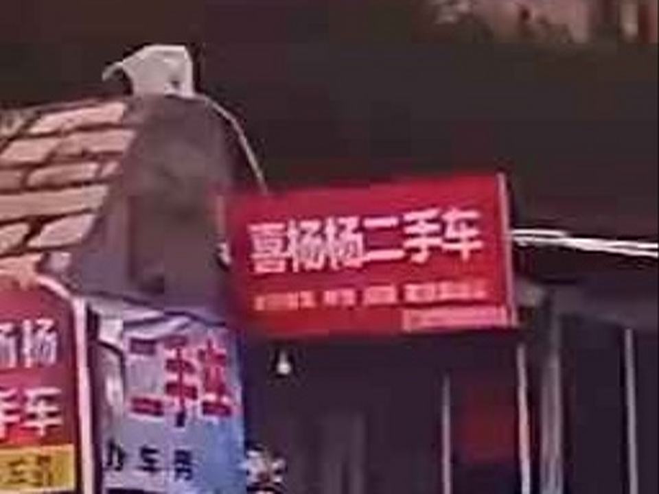 喜杨杨二手车
